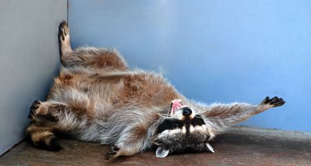 raccoon raccoon