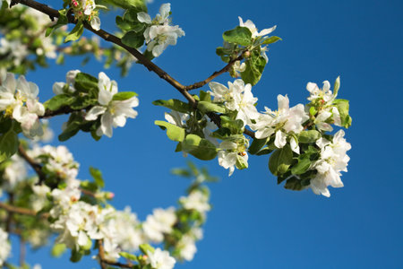 Blossoming branch of an apple-tree