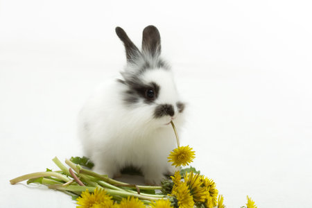  rabbit with a dandelionの写真素材