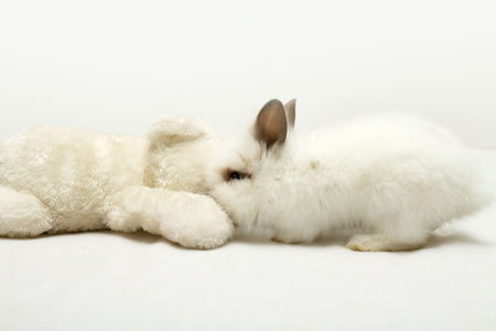 Rabbit and teddy bearの写真素材