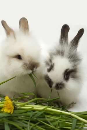 Two rabbitsの写真素材