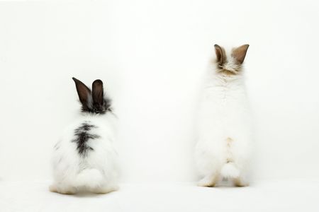 Two funny rabbitsの写真素材