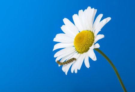Caterpillar and beautiful camomile on blue sky backgroundの写真素材