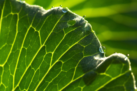 Structure of a cabbage leaf