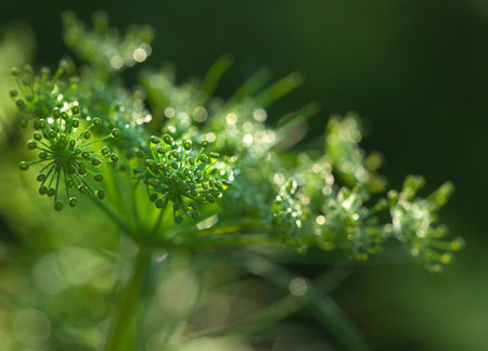 Green dill closeupの写真素材