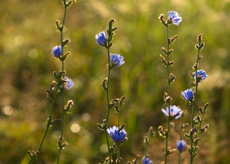 Flowers of chicory の写真素材