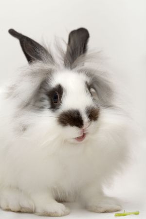 Funny spotted rabbit Funny spotted rabbit