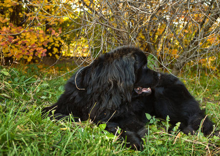Beautiful newfoundland in autumn dayの写真素材