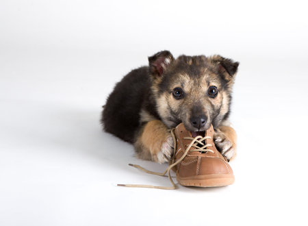 Llittle puppy dogの写真素材