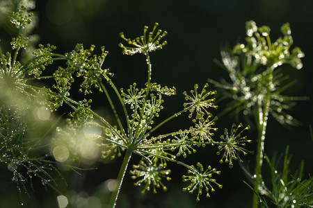 Green dill in sunlightの写真素材