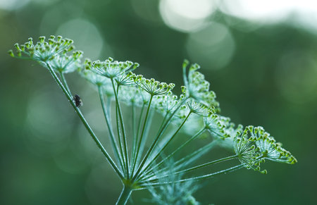 Green dill closeupの写真素材
