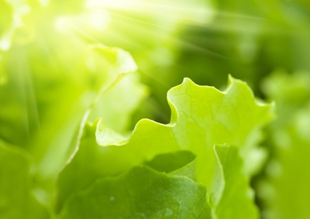 Salad in sunlightの写真素材