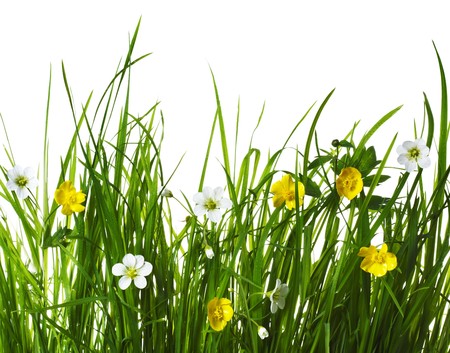 Flowers in green grassの写真素材