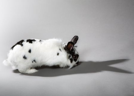 Rabbit and shadeの写真素材