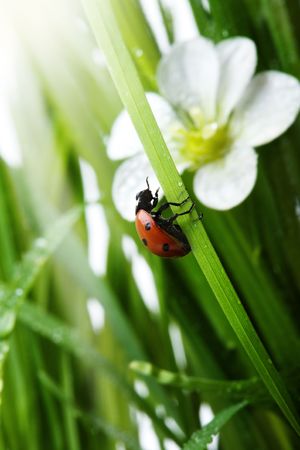 Ladybirdの写真素材