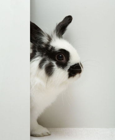 Rabbitの写真素材