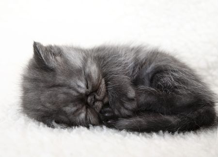 Sleeping gray kittenの写真素材