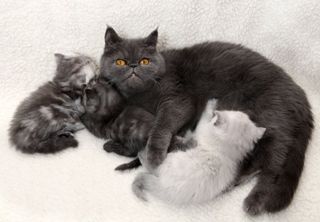 Cat mother with kittensの写真素材