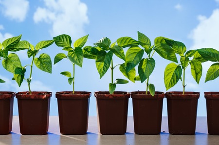 Pepper seedlings in pots on sky backgroundの写真素材