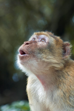Funny monkey looking into sky
