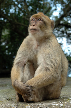 sitting monkey