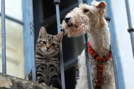 A cat and a dog in the balcony 
