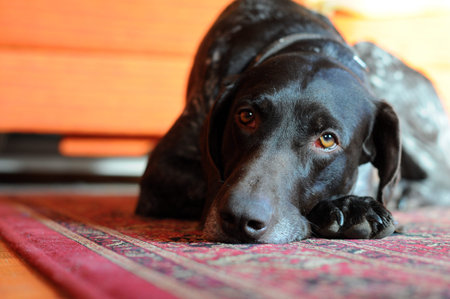 Dog sleeping on hardwood floorの写真素材