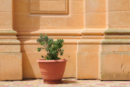 Flower in clay pot at wall