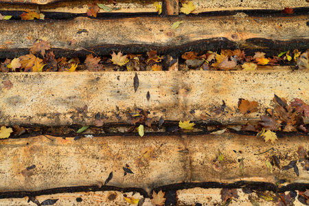 Wooden planks with autumn leaves
