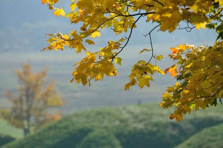Autumn leaves
