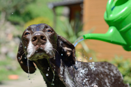 Washing the dogの写真素材