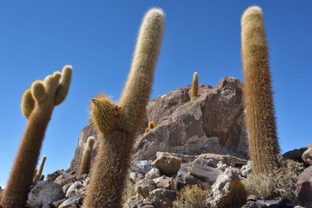 Cactus island in Uyuni Salt Flat. Salar de Uyuni, world's largest salt flat, Bolivia, South Americaの写真素材