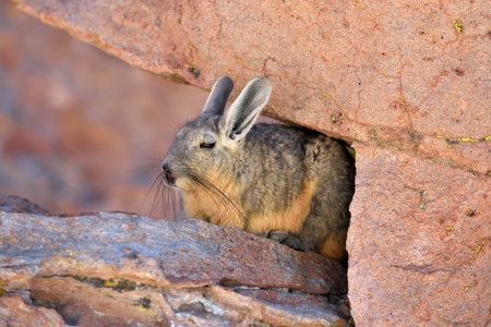 Viscachas or vizcachas. They are chinchillas, but look similar to rabbits. The southern viscacha...