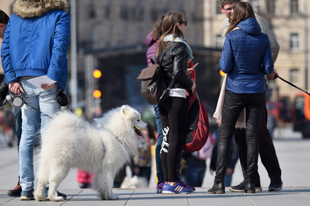 Vilnius, Lithuania - April 06: Unidentified people with dogs in Vilnius Old Town on April 06, 2019 in Vilnius Lithuania. Vilnius is the capital of Lithuania and its largest city.のeditorial素材
