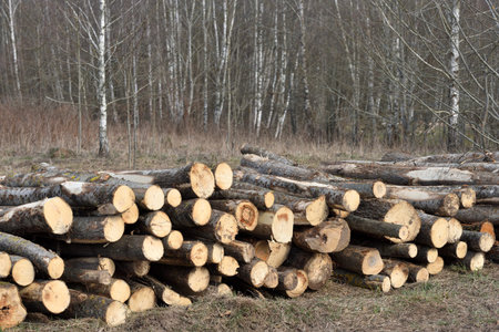Wooden logs. Timber logging in forest. Freshly cut pine tree logs