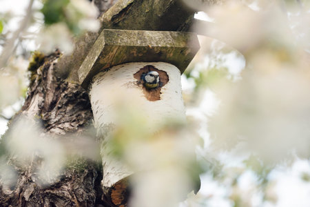 Eurasian blue tit (Cyanistes caeruleus) looking from the nest box