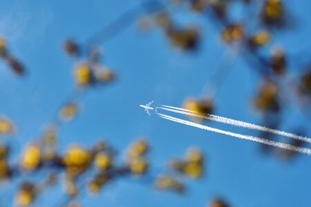 Airplane on clear blue sky through blossom tree branchesの写真素材