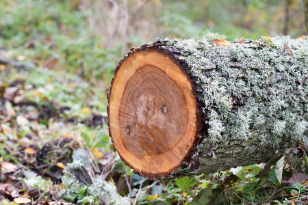 Logs of sawn trees with moss on the bark and green foliage