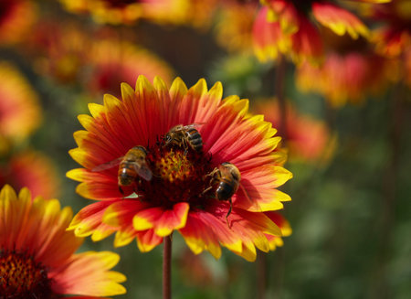close up of yellow-red flower and bees