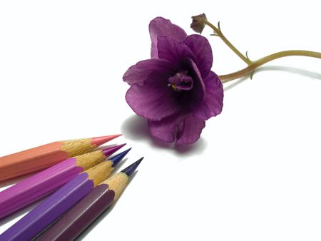 close-up of violet flower and pencils isolated on whiteの写真素材