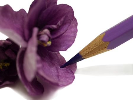 close-up of violet flower and pencil isolated on whiteの写真素材