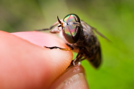 human fingers and gadfly facet eye closeup. shallow dofの写真素材