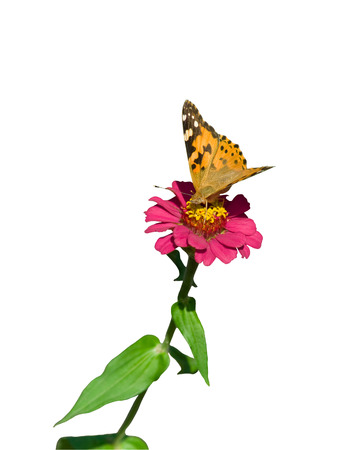 closeup of orange butterfly sitting on pink flowerの写真素材