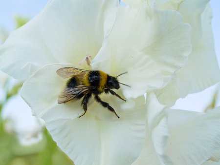 closeup of bumblebee polling the flower. summer outdoor sceneの写真素材