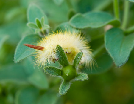 fluffy caterpillar over blurred nature background