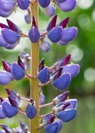 lupine flower ober blurred green backgroundの写真素材