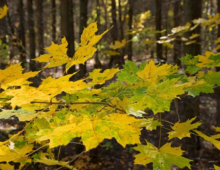 yellow mapple leaves over dark forest background. shallow dofの写真素材