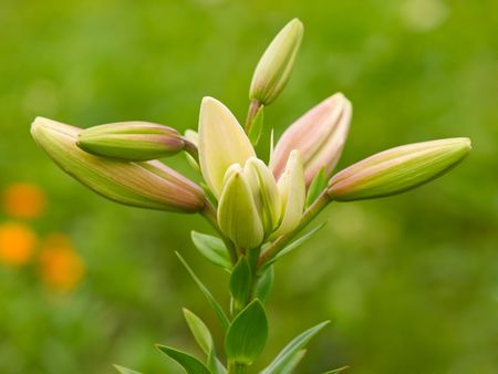 lily flowers bud outdoor closeup. shallow dofの写真素材
