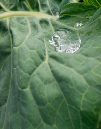 cabbage leaf with water drops closeup. shallow dofの写真素材