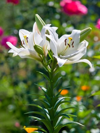 lily flowers bush over blue sky outdoor closeup shallow dofの写真素材